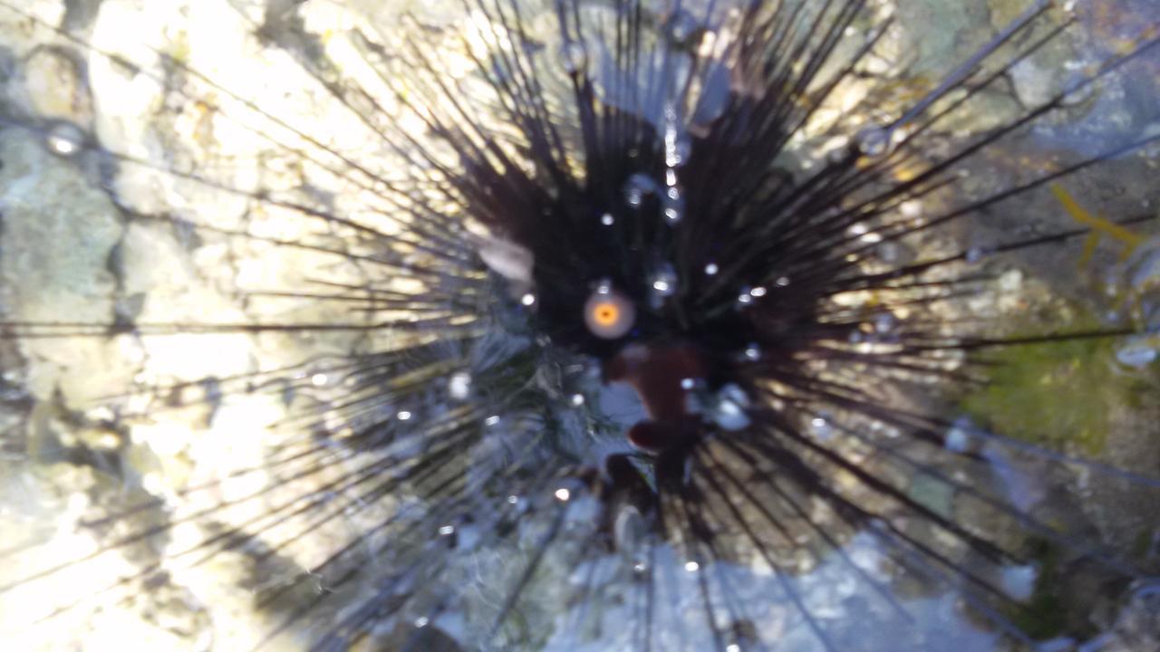 Bahari Pori Resort Pangani Dış mekan fotoğraf