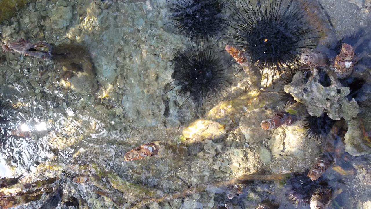 Bahari Pori Resort Pangani Dış mekan fotoğraf